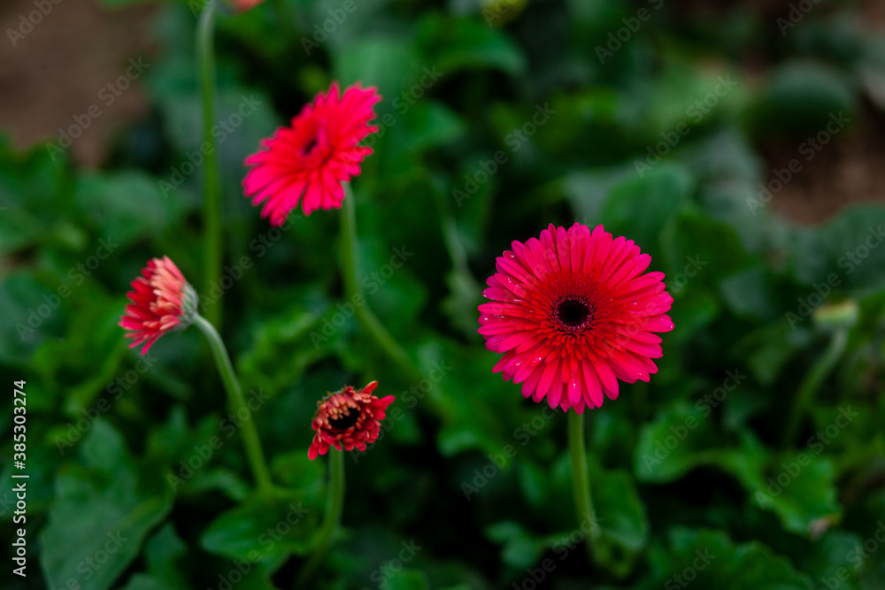 Magenta color gerbera flower on green nature background.