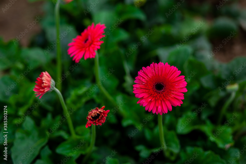 Magenta color gerbera flower on green nature background. Magenta color gerbera flower on green nature background.