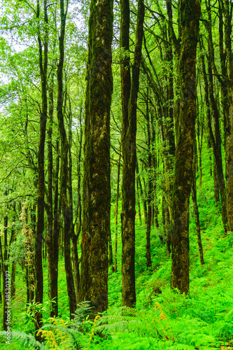 Evergreen tropical rainforest where trees covered with moss in  lesser himalayas peaks enroute prashat lake hiking trail near Mandi, Himachal Pradesh, India. © anjali04
