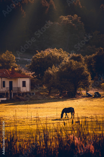 Horse in Vlasti, Greece photo