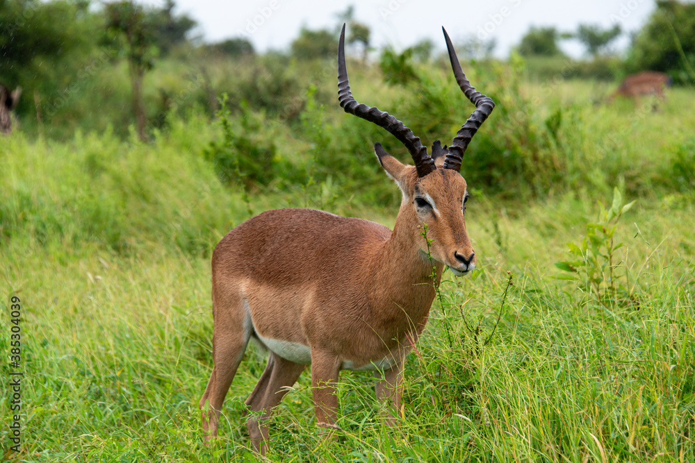 Impala, mâle, Aepyceros melampus Impala, mâle, Aepyceros melampus