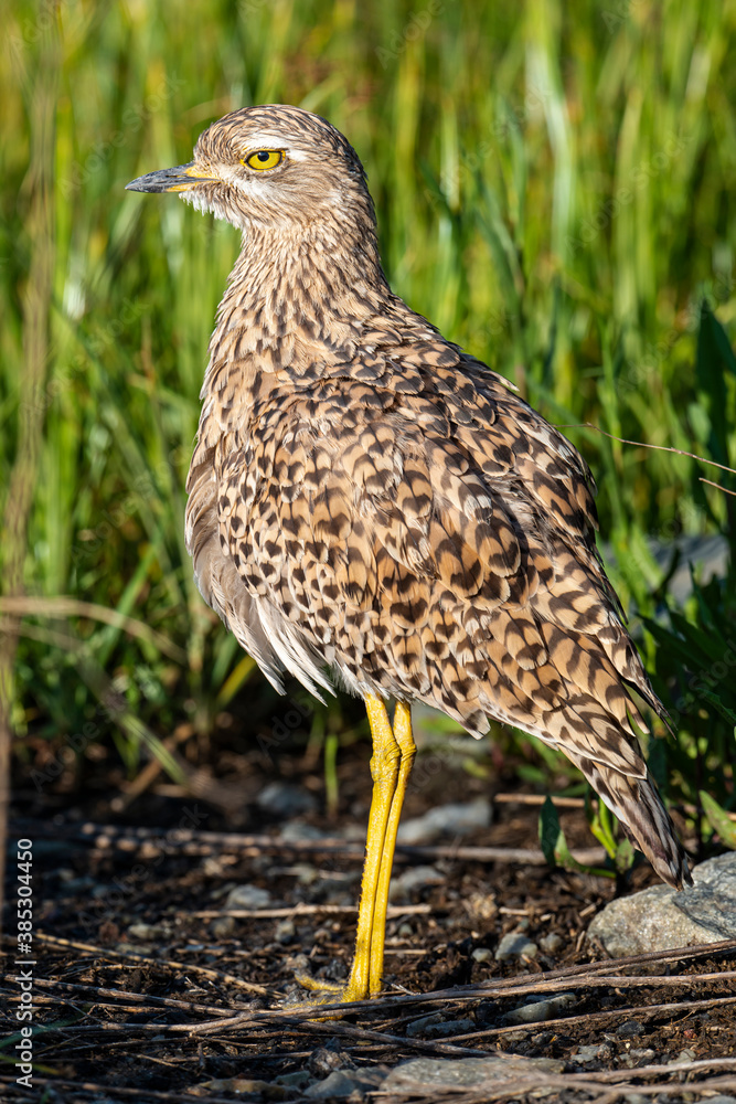 Oedicnème tachard, Burhinus capensis, Spotted Thick knee, Afrique du Sud Oedicnème tachard, Burhinus capensis, Spotted Thick knee, Afrique du Sud