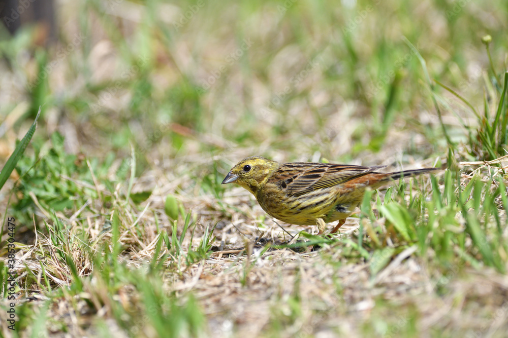 The yellowhammer walks on the grass looking for seed food in the summer The yellowhammer walks on the grass looking for seed food in the summer