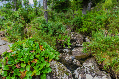 Taiga plants in the mountains of Siberia
