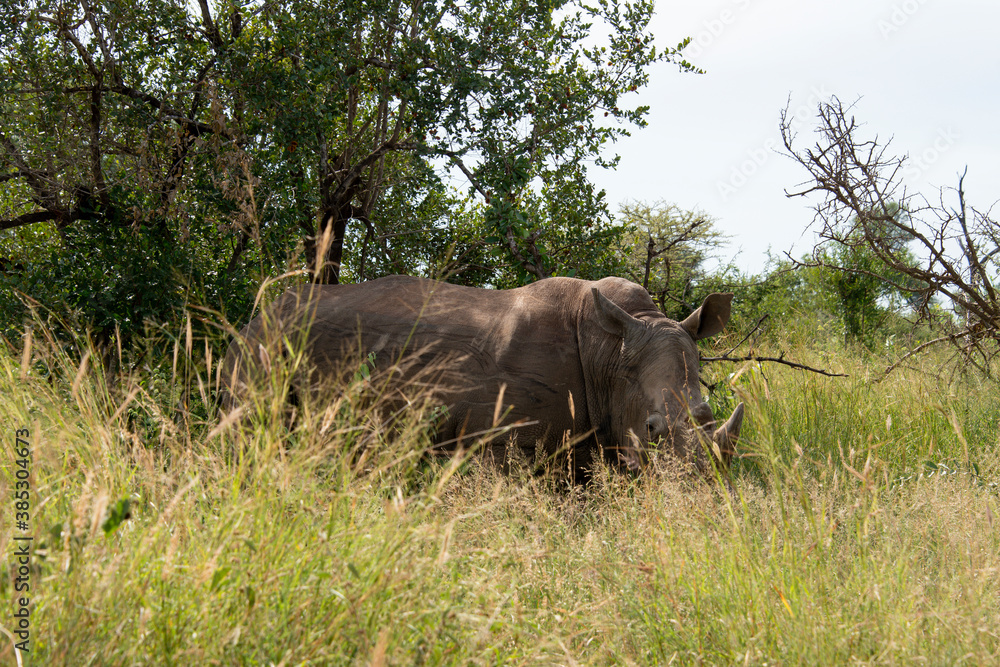 Rhinocéros blanc, white rhino, Ceratotherium simum, Parc national Kruger, Afrique du Sud Rhinocéros blanc, white rhino, Ceratotherium simum, Parc national Kruger, Afrique du Sud