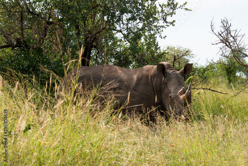 Rhinoc  ros blanc  white rhino  Ceratotherium simum  Parc national Kruger  Afrique du Sud