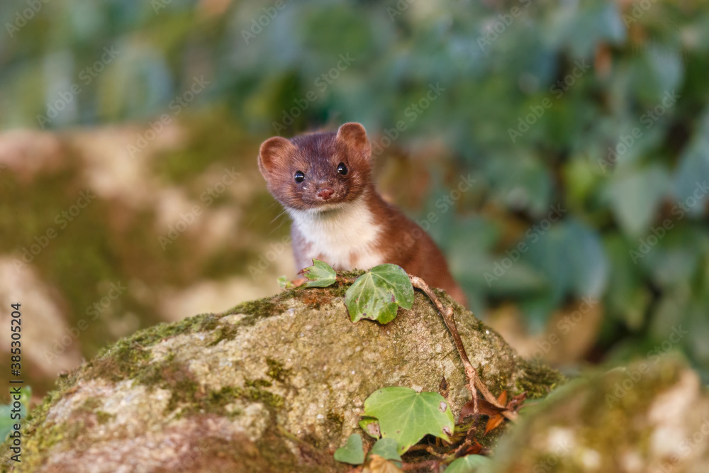 irish stoat