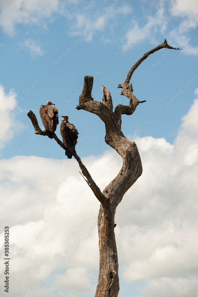 Vautour charognard,.Necrosyrtes monachus, Hooded Vulture Vautour charognard,.Necrosyrtes monachus, Hooded Vulture