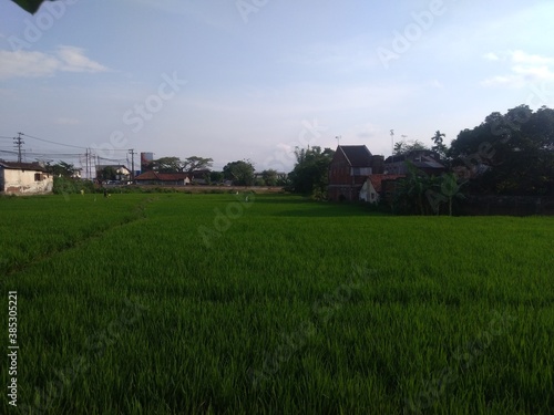 field and sky