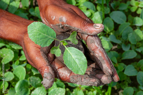 Two muddy hands are holding a small green plant. Plant in hands. Green plant background. Life and Savings concept.