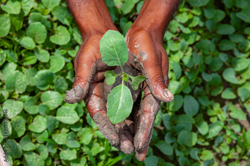 Two muddy hands are holding a small green plant. Plant in hands. Green plant background. Life and Savings concept.