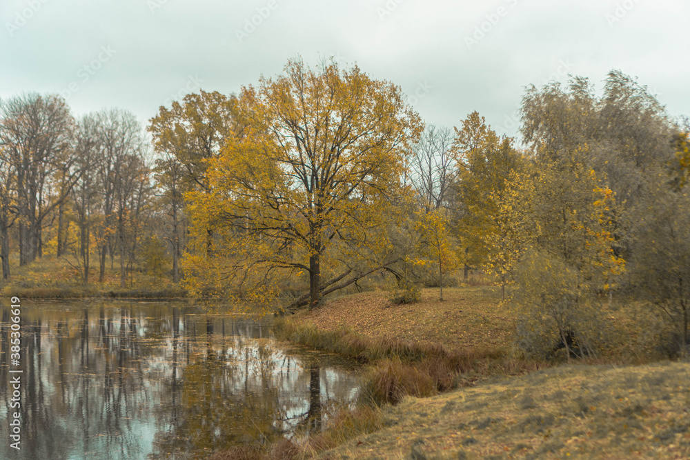 autumn trees near a small lake autumn trees near a small lake