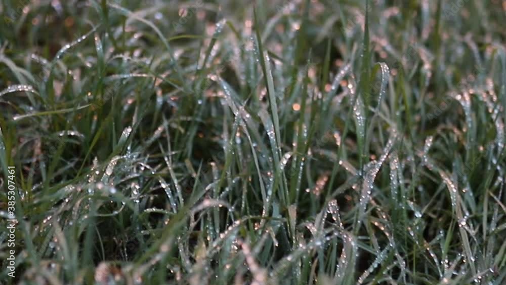 Close-up of the Morning Dew Shining on the Grass During the Early Morning Close-up of the Morning Dew Shining on the Grass During the Early Morning