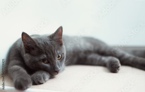 Beautiful grey kitten portrait close-up. Cat lying and looking to the camera