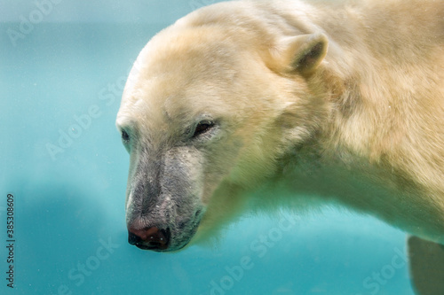 A polar bear swiming underwater