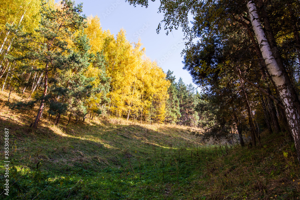 Fototapeta premium Autumn landscape. Beautiful birch trees. Walk in the birch forest. Natural background. Place to insert text.