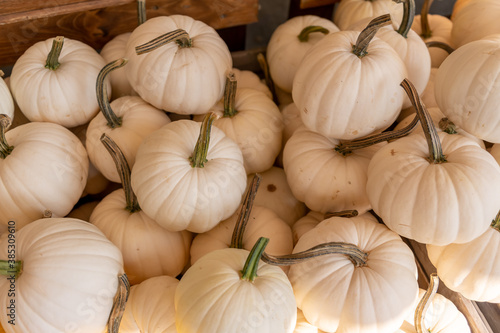 White pumpkins photo