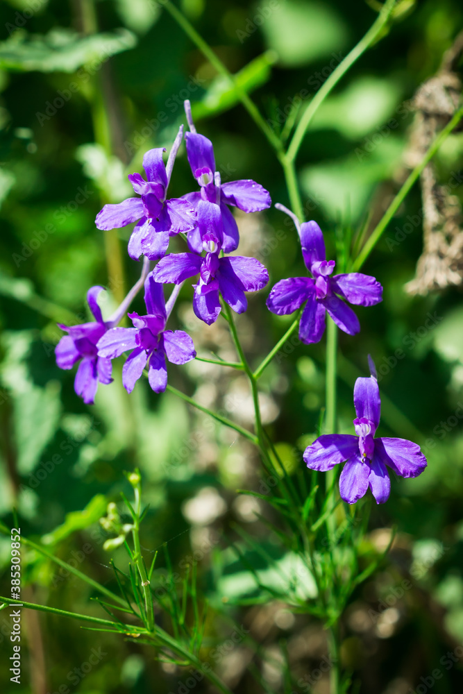 The field larkspur (lat. Consolida regalis), of the buttercup family (Ranunculaceae).	
