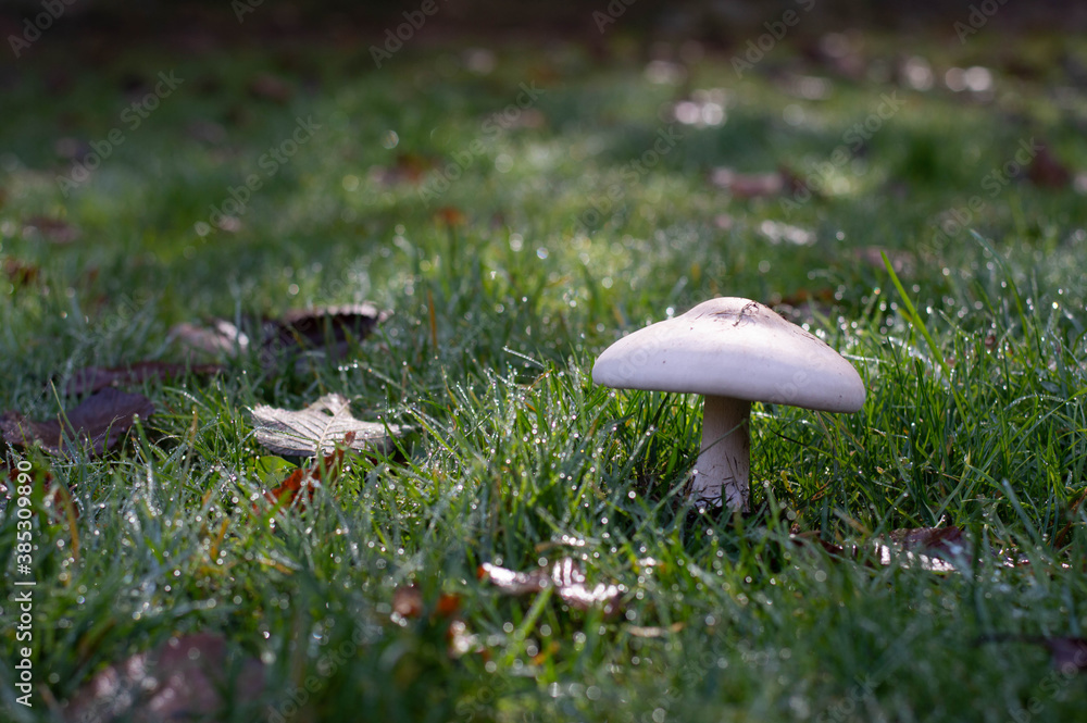 Mushroom in the grass by the morning lights Mushroom in the grass by the morning lights
