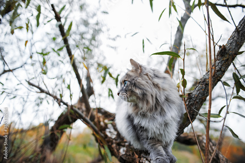 Photography Portrait of a gray cat on a tree