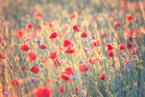 Red poppy flowers on the field in sunset light, natural outdoor background