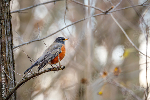 American robin (Turdus migratorius) perched on a tree limb during autumn, selective focus, background blur, foreground blur
 photo