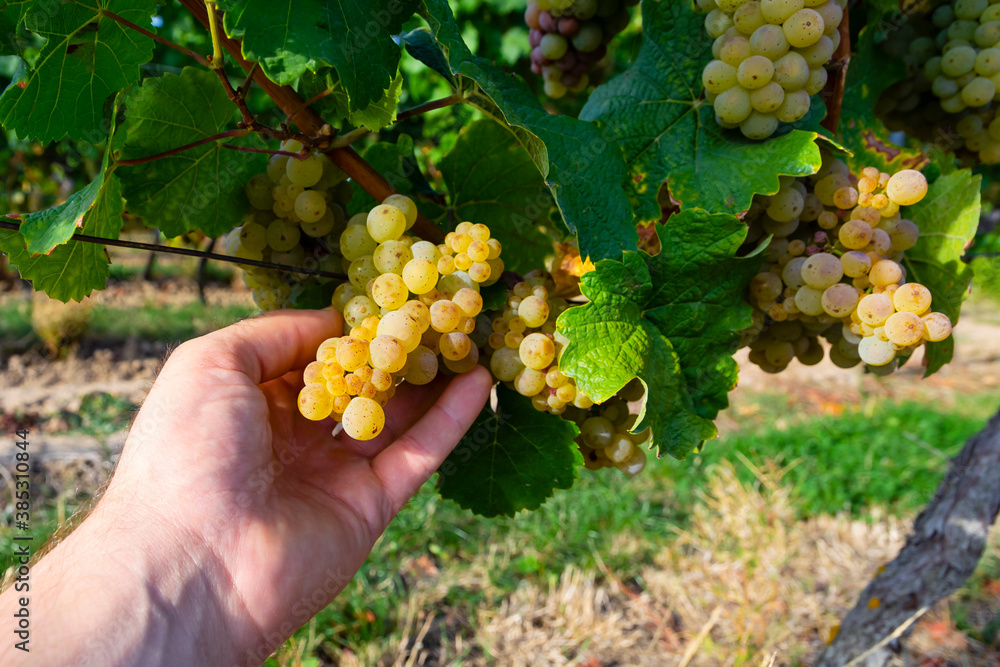 Close view of a man’s hand picking a bunch of ripe white wine grapes. Selective focus.