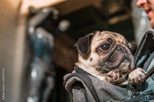 A pug sits in the arms of a male owner against the background of atlanteans in Saint Petersburg, traveling with a dog, close up photo