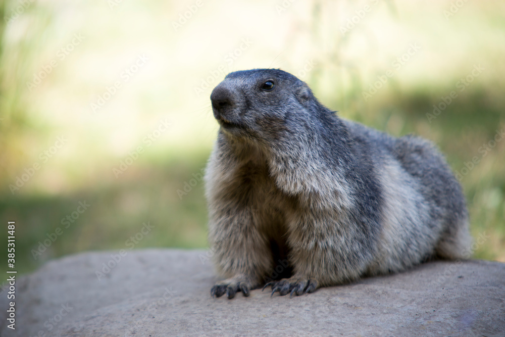 Marmotte Pyrénées groundhog, prairie dog Marmotte Pyrénées groundhog, prairie dog