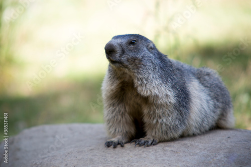 Marmotte Pyr  n  es groundhog  prairie dog