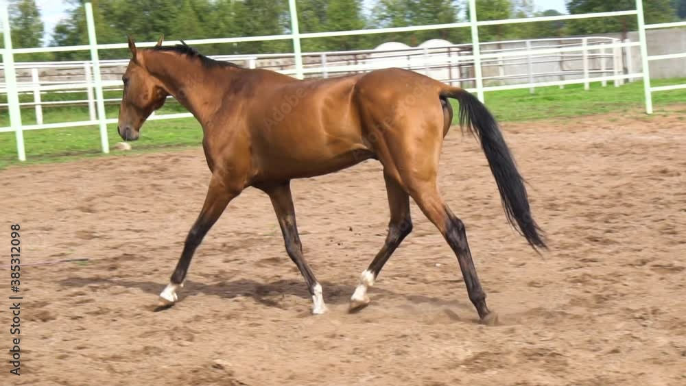 Bay akhal-teke colt training in paddock. Slow-motion Bay akhal-teke colt training in paddock. Slow-motion