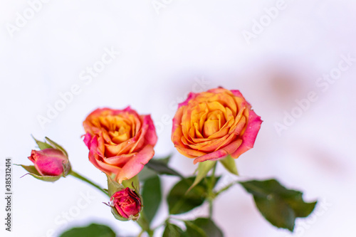 Fototapeta Naklejka Na Ścianę i Meble -  Small Pink and Orange Cut Roses in White Vase