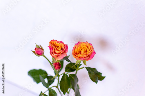 Small Pink and Orange Cut Roses in White Vase