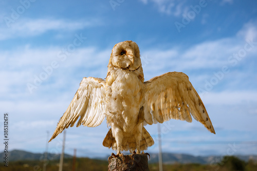 Tableau sur toile Stuffed owl taxidermy