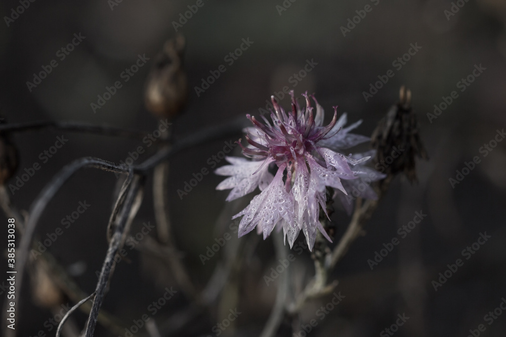 Pink cultivar of the cornflower (lat. Centaurea cyanus), of the family Asteraceae. Pink cultivar of the cornflower (lat. Centaurea cyanus), of the family Asteraceae.