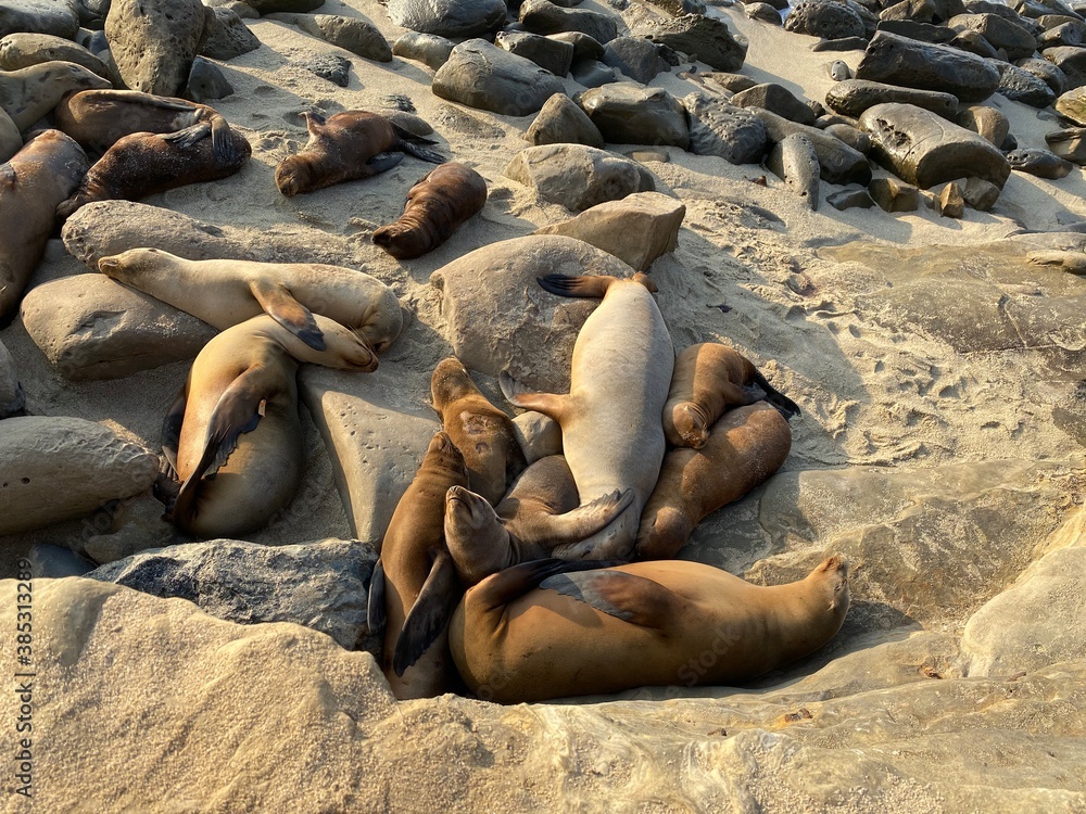 Fototapeta premium Sea Lions Sleeping On The Beach (La Jolla, San Diego, California)
