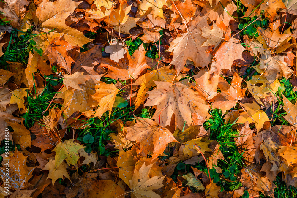 Colorful background image of fallen autumn red and orange leaves perfect for seasonal use. 