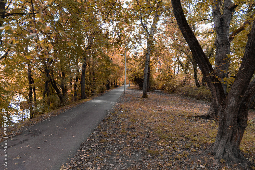Naklejka premium Herbstliche Allee