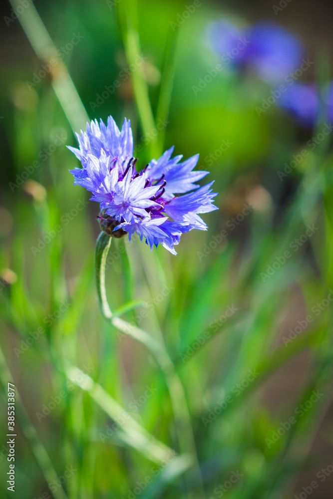 Cornflower (lat. Centaurea cyanus), of the family Asteraceae. Cornflower (lat. Centaurea cyanus), of the family Asteraceae.