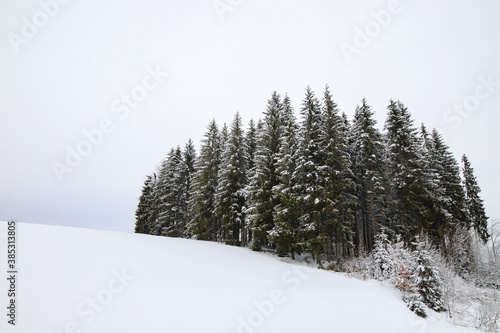 Partial Forest in Winter
