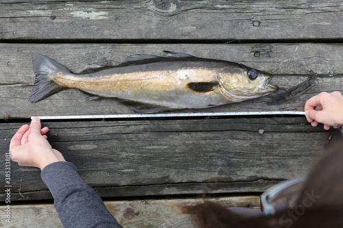 Measuring a fish