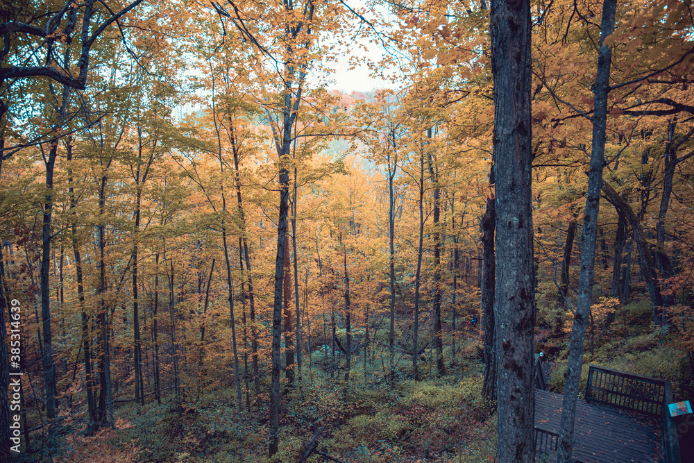 Obraz premium autumn forest in the morning
