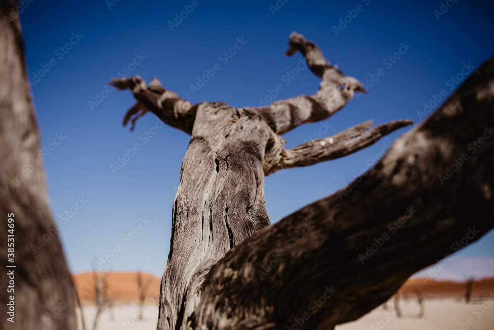 Verdorrter Kameldornbaum in Sossusvlei der Wüste Namibias Verdorrter Kameldornbaum in Sossusvlei der Wüste Namibias
