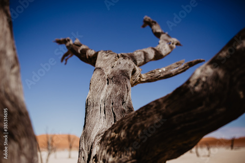 Verdorrter Kameldornbaum in Sossusvlei der W  ste Namibias 
