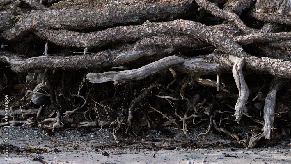 Close up of root system Close up of root system