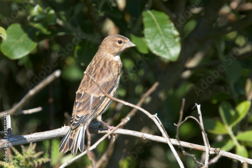 A female or juvenile Common Linnet (Linaria {Carduelis} cannabina) perched, Cornwall, England, UK.