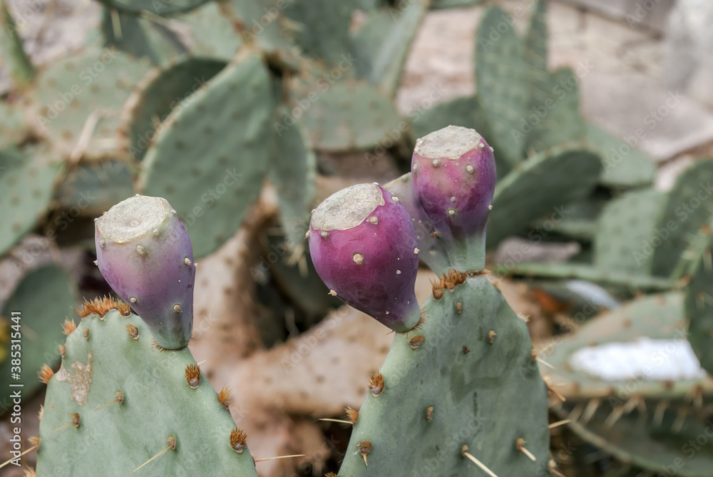 Devil's-tongue (Opuntia humifusa) in park, Crimea