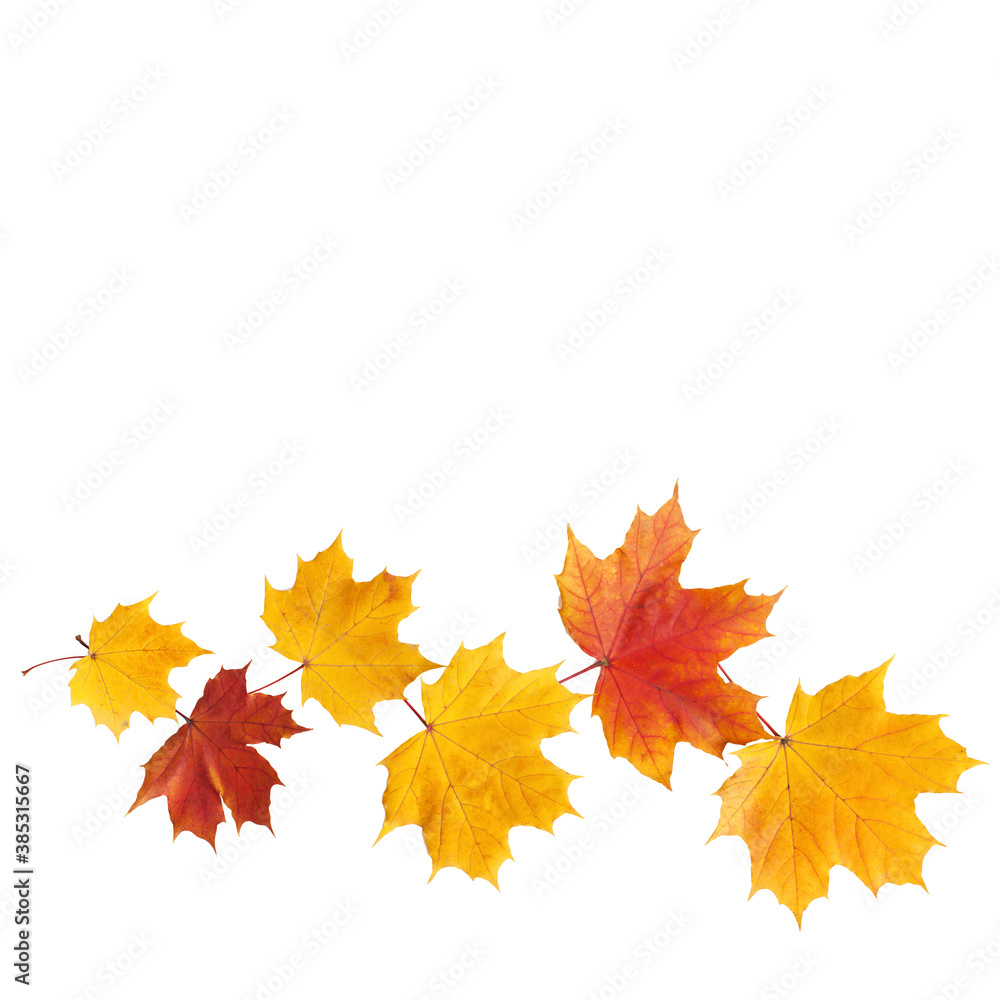 Autumn leaves isolated Autumn leaves isolated