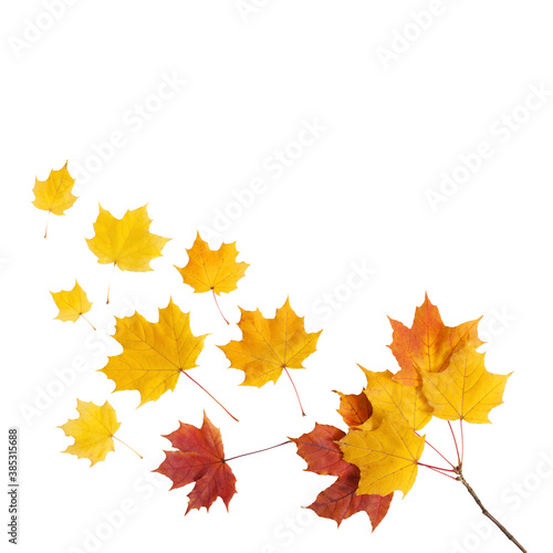 Autumn branch with leaves isolated