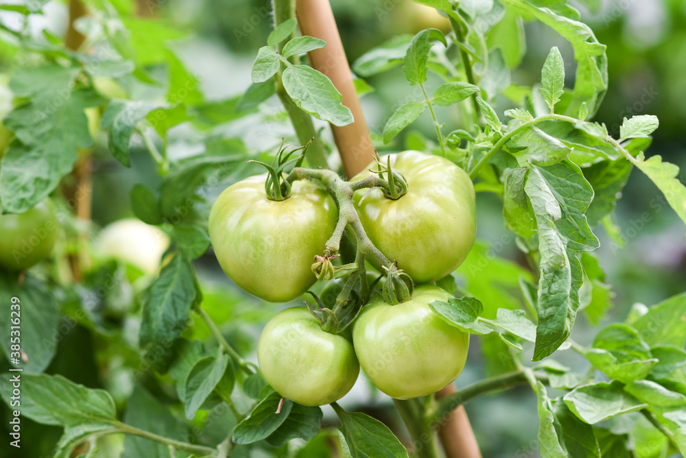 Tomatoes growing in a greenhouse in the garden.